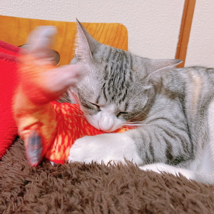 月ちゃんいろいろ