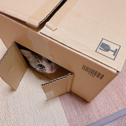 月ちゃんいろいろ