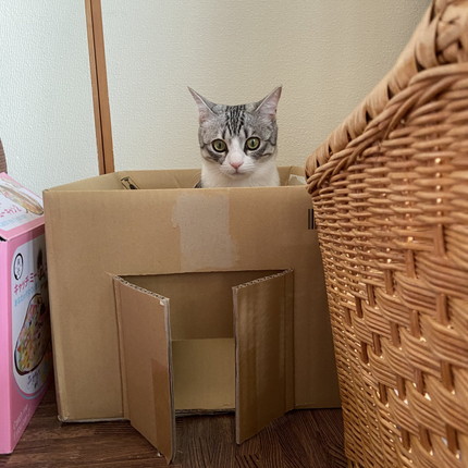 月ちゃんいろいろ