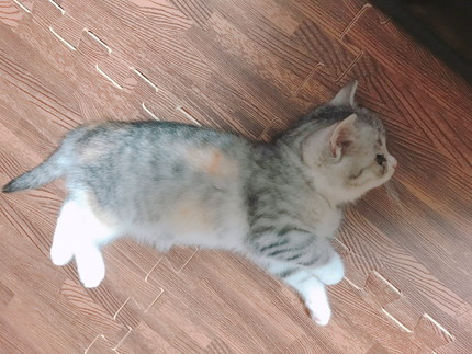 月ちゃんいろいろ