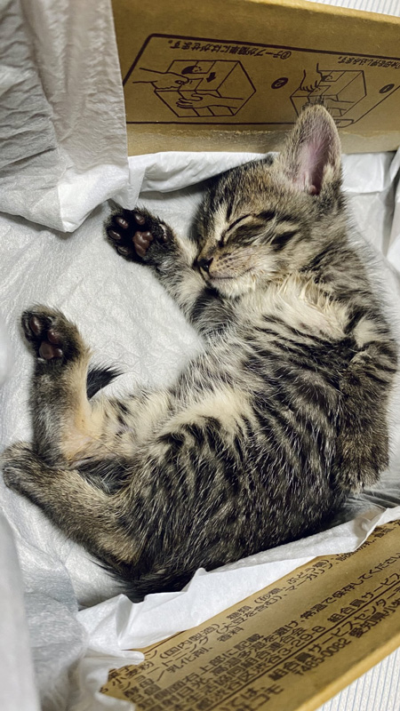 ヨシ！なアズキさん