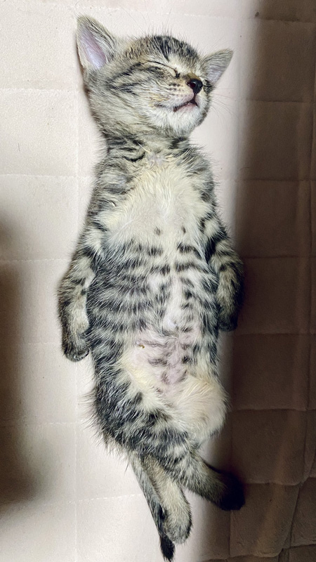 へそ天で眠るあずきちゃん