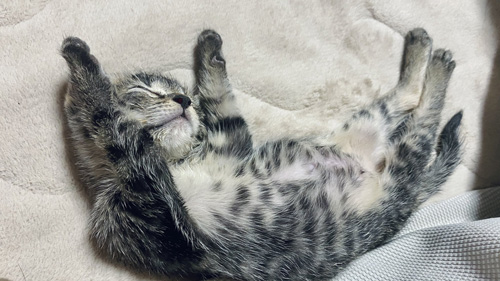 拾われて10日くらいのあずきちゃん