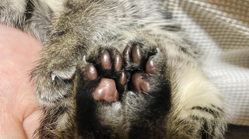 あずきちゃんの肉球