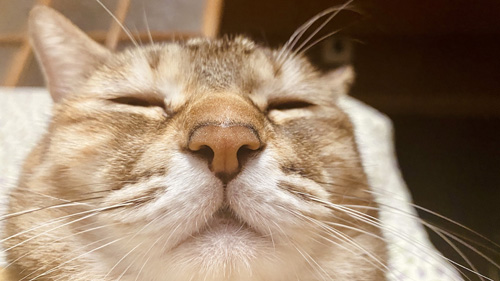 先住猫ちゃん顔アップ