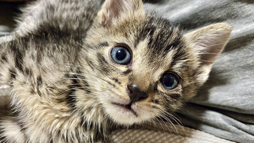 グレーの布背景のあずきちゃん