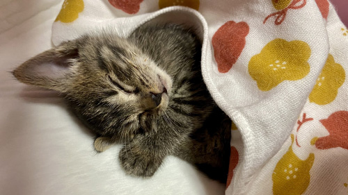 お布団をかけて寝るあずきちゃん