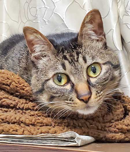 テレビ前 自宅 ホラーを観ない理由 猫 なごませてくる