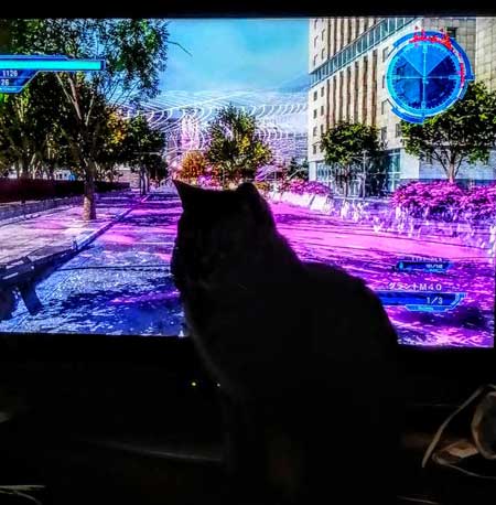 テレビ前 自宅 ホラーを観ない理由 猫 なごませてくる