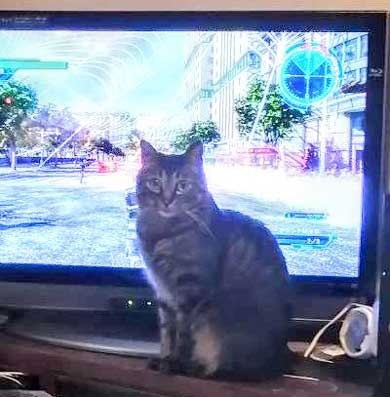 テレビ前 自宅 ホラーを観ない理由 猫 なごませてくる