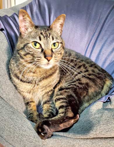 テレビ前 自宅 ホラーを観ない理由 猫 なごませてくる