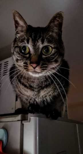 テレビ前 自宅 ホラーを観ない理由 猫 なごませてくる