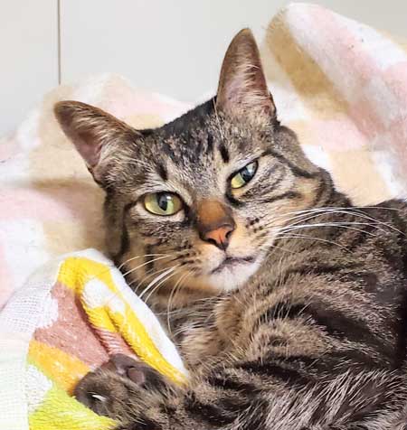 テレビ前 自宅 ホラーを観ない理由 猫 なごませてくる