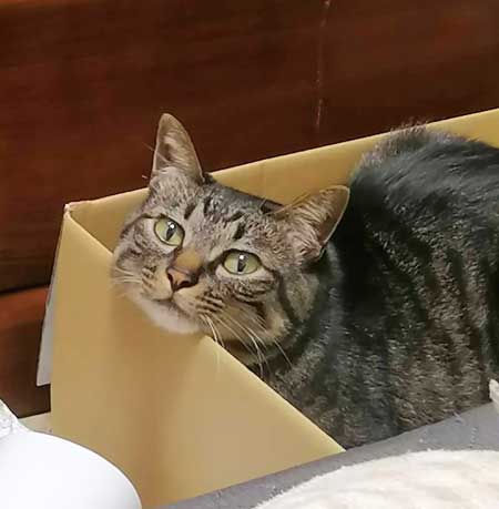 テレビ前 自宅 ホラーを観ない理由 猫 なごませてくる