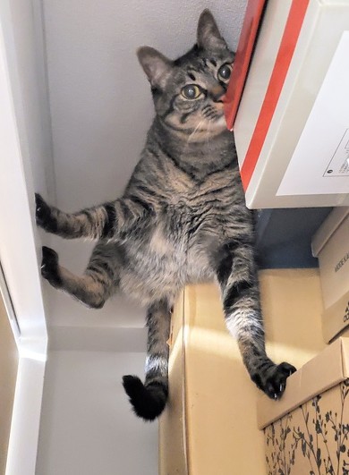 テレビ前 自宅 ホラーを観ない理由 猫 なごませてくる