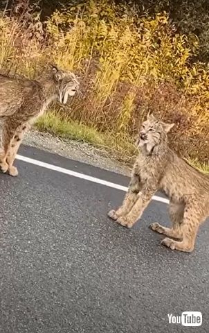 カナダオオヤマネコ