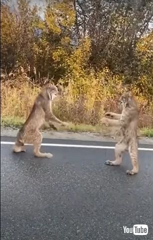 カナダオオヤマネコ