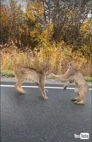 カナダオオヤマネコ