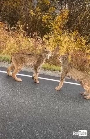 カナダオオヤマネコ