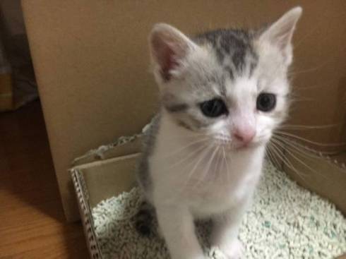 猫 とうふちゃん 大豆姉妹