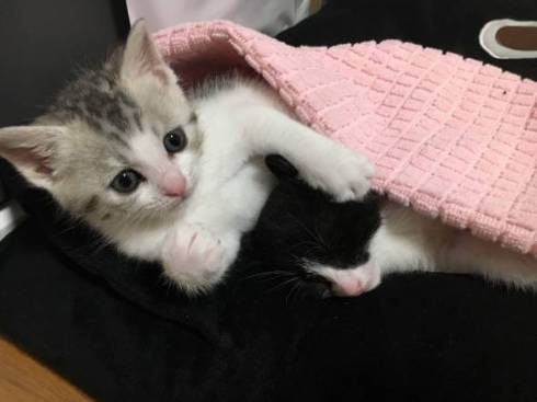 猫 とうふちゃん 大豆姉妹