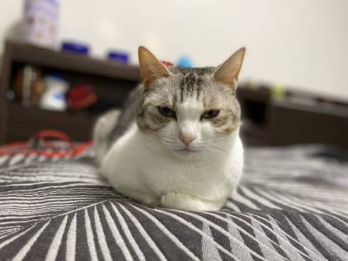 猫 とうふちゃん 大豆姉妹