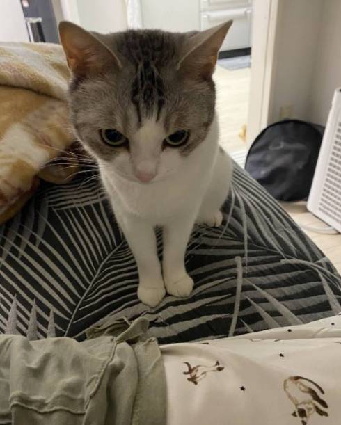 猫 とうふちゃん 大豆姉妹