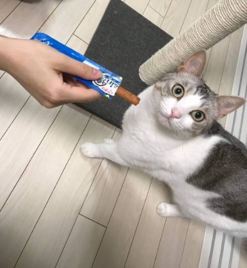 猫 とうふちゃん 大豆姉妹