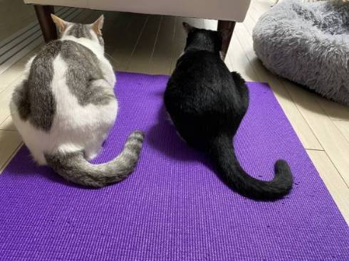 猫 とうふちゃん 大豆姉妹