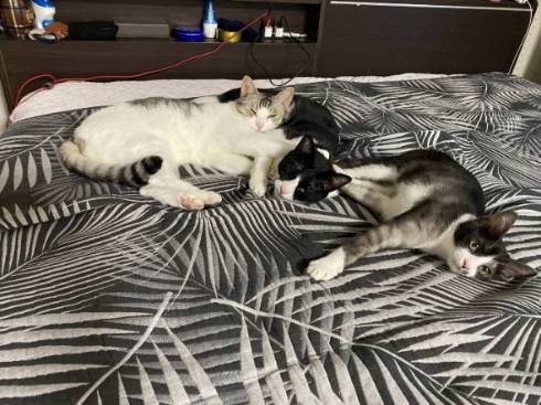 猫 とうふちゃん 大豆姉妹