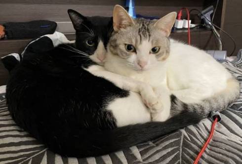 猫 とうふちゃん 大豆姉妹