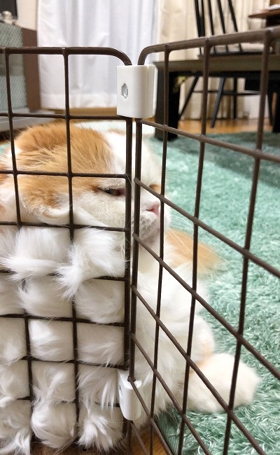 なめネコれおくんピーチくん