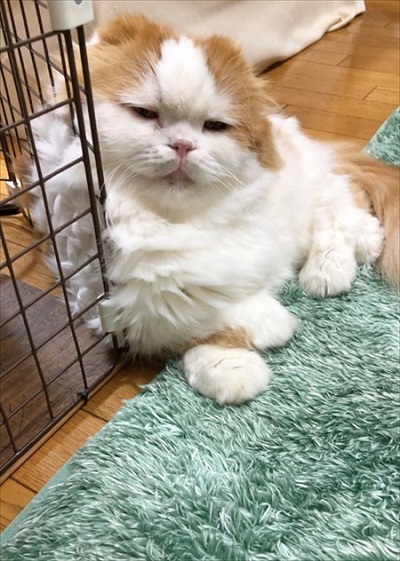 なめネコれおくんピーチくん