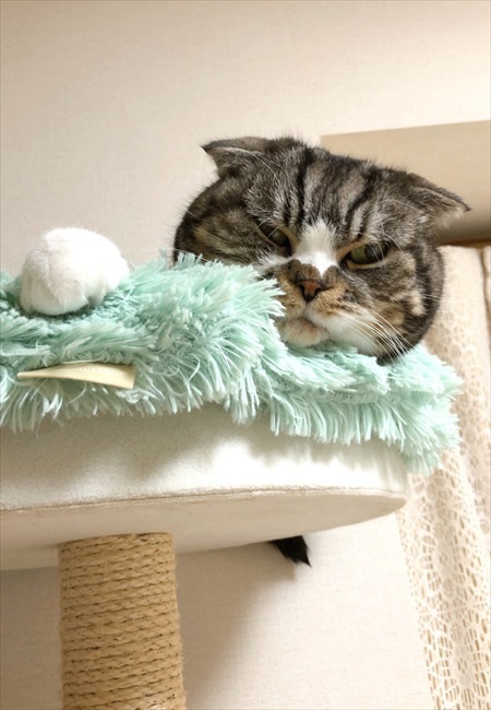 なめネコれおくんピーチくん