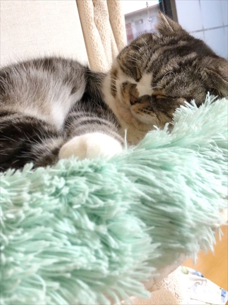 なめネコれおくんピーチくん