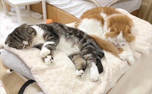 なめネコれおくんピーチくん