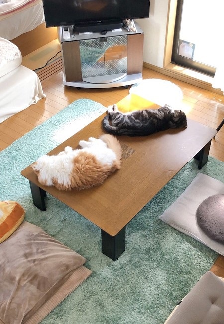 なめネコれおくんピーチくん