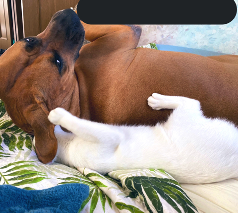 2匹のゆるい戦い