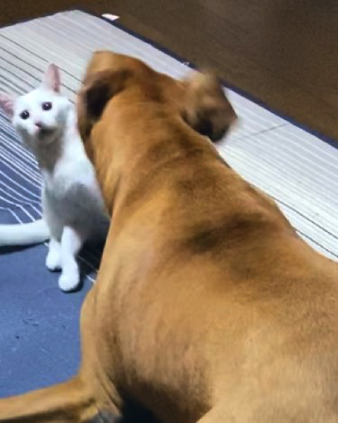 2匹のゆるい戦い