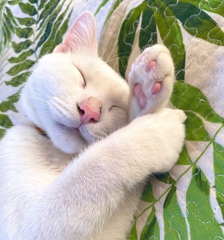 2匹のゆるい戦い