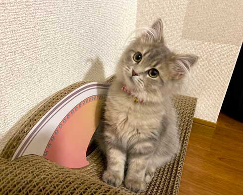 半年 成長 猫 サイベリアン ビフォーアフター