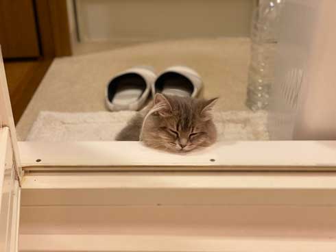 半年 成長 猫 サイベリアン ビフォーアフター