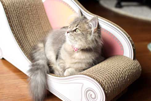 半年 成長 猫 サイベリアン ビフォーアフター