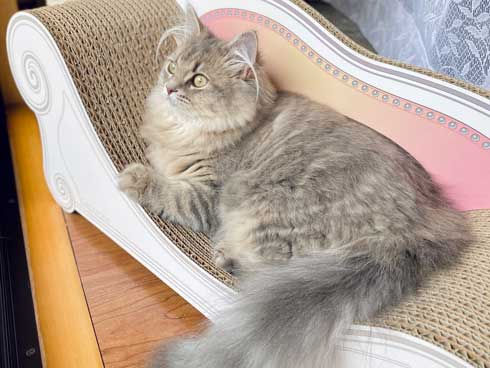 半年 成長 猫 サイベリアン ビフォーアフター