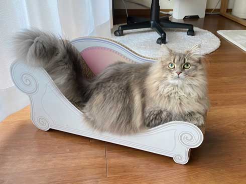 半年 成長 猫 サイベリアン ビフォーアフター