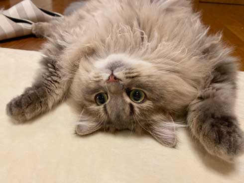 半年 成長 猫 サイベリアン ビフォーアフター