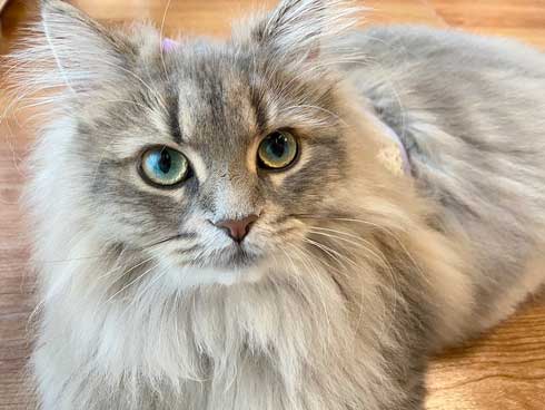 半年 成長 猫 サイベリアン ビフォーアフター