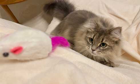 半年 成長 猫 サイベリアン ビフォーアフター