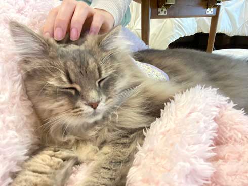 半年 成長 猫 サイベリアン ビフォーアフター