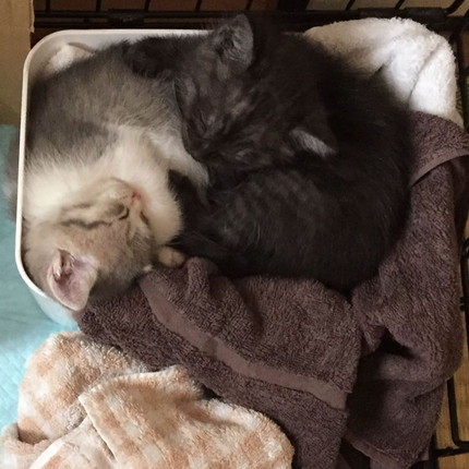 ジョナくんとサンちゃん